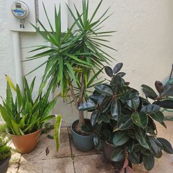 Outdoor Assorted Potted Plants Collection