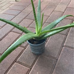 Aloe Vera 