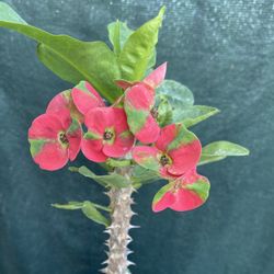 Watermelon Euphorbia Blooming Jumbo Flowers Plant, In 1 Gallón Pot Pick Up Only