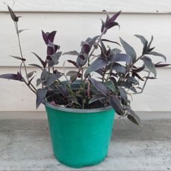 Tradescantia Jose Puig Plant 🪴 (A) 
