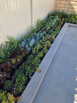Assorted succulents in one gallon pots for $4