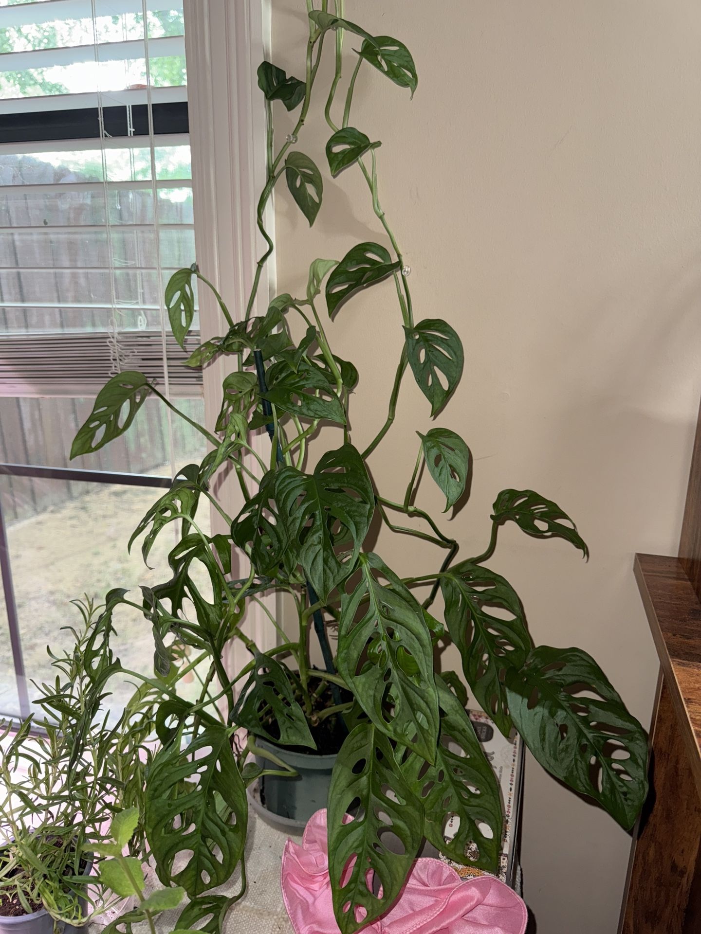 Monstera Adansonii, “Swiss Cheese Plant”