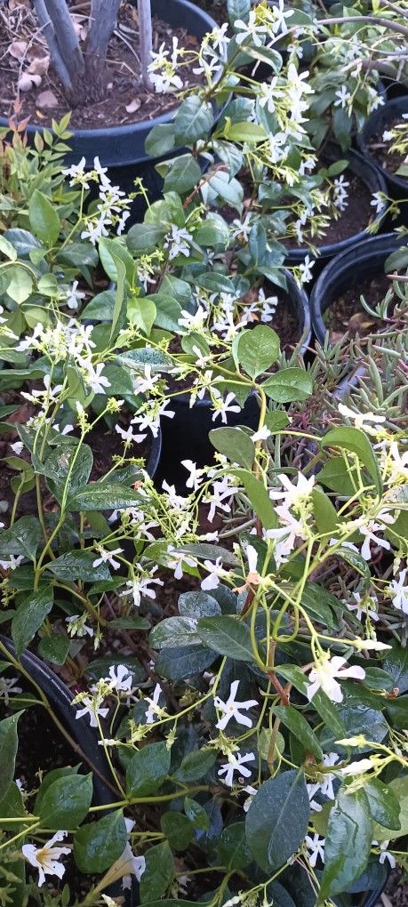 Start Jasmine Plants.
