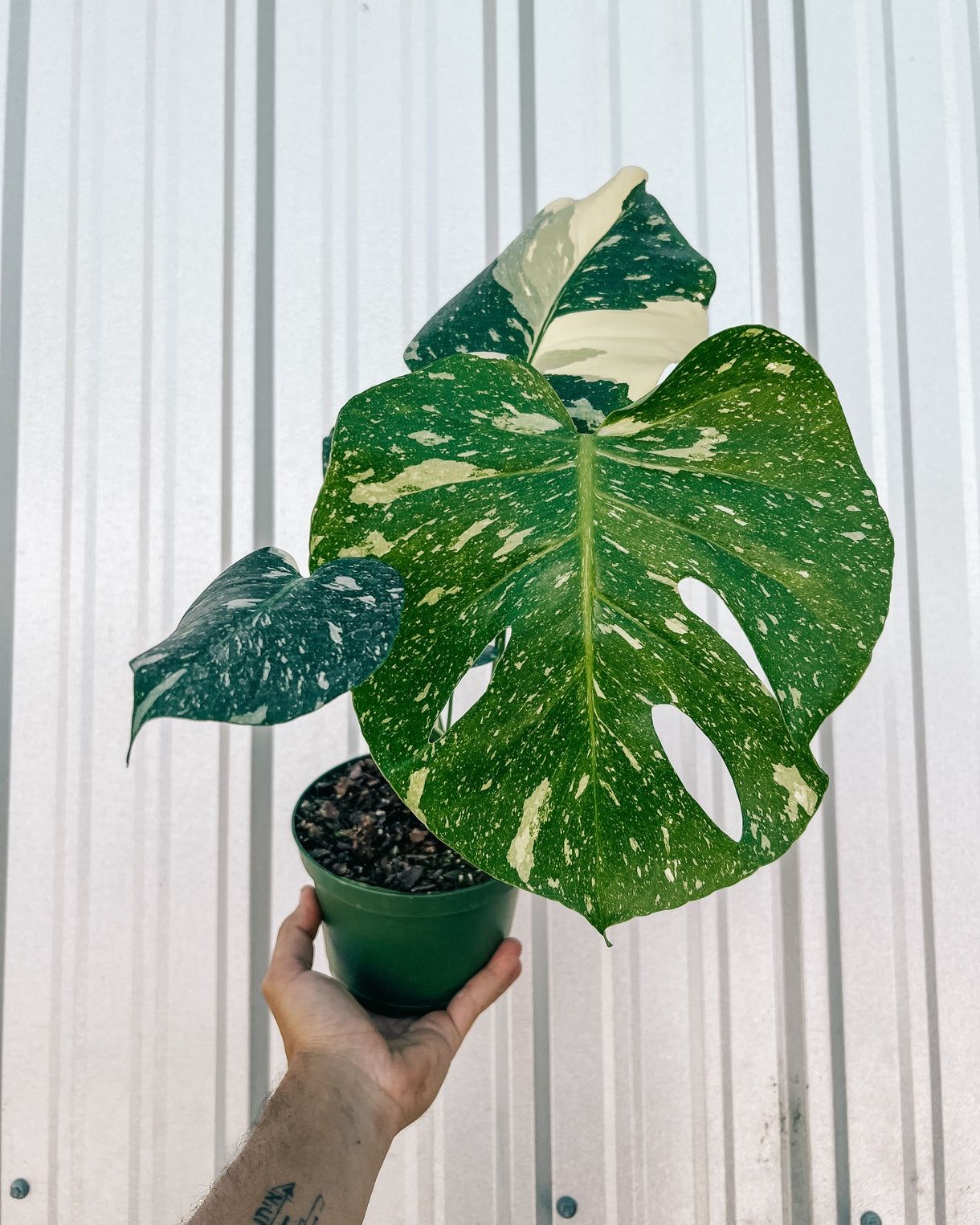 6" Monstera 'Thai Constellation