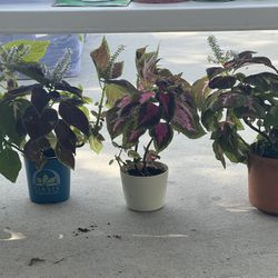 Plants $3 Each 