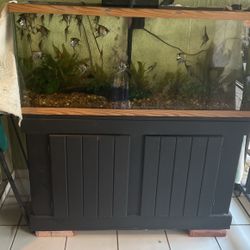 Fish Tank And Fish 