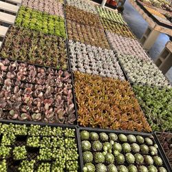 New 2” Succulents Just Arrived $1.35 Each $63 For Tray Of 64 Plants 