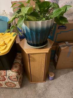 Money plant with stand