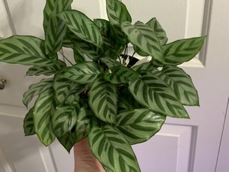 Calathea Freddie With Blooms