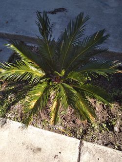 Palm
