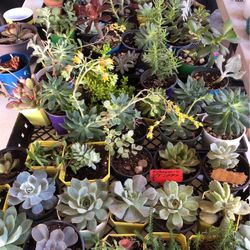 Succulent Assortment 