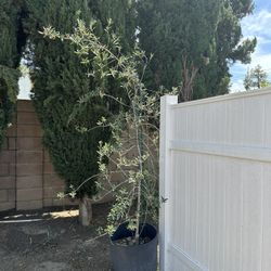 8.5 Feet Olive Tree (Real Fruit Tree).