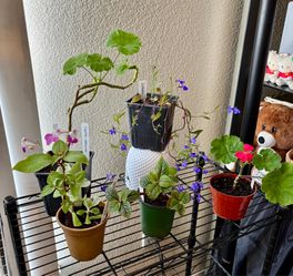 Plants for sale