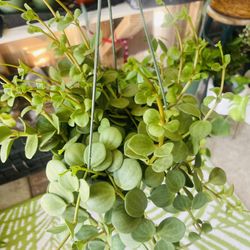 Peperomia hope plant