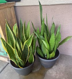 2 Types of Snake Plants 30 inch and 24 inch