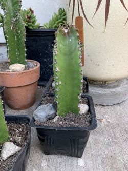 Cactus succulent plant houseplant Cereus jamacaru mandacaru cardeiro white flower fruit