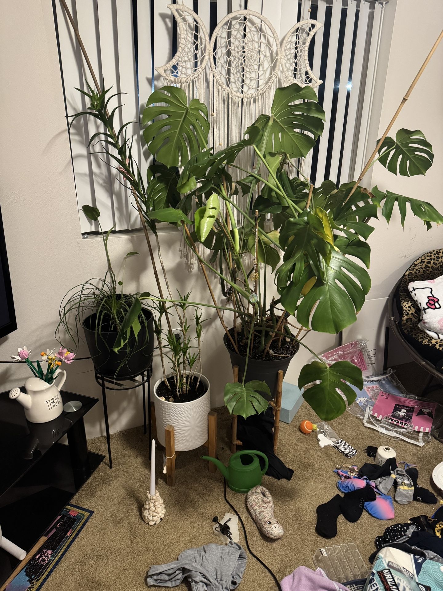 Plants