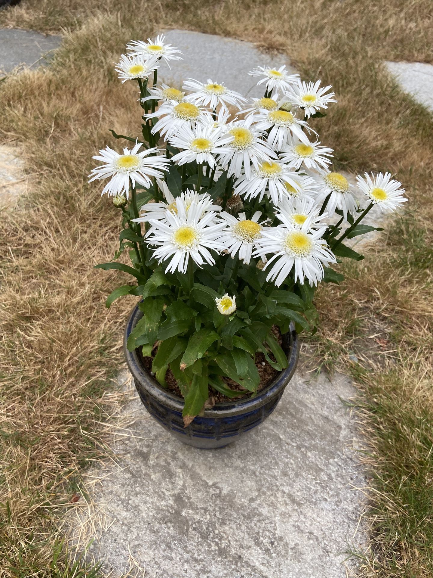Gorgeous, Growing Daisy Plant In Heavy Duty Ceramic Pot With Drain