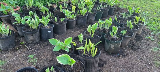 Beautiful Healthy Varigated Hosta Plants