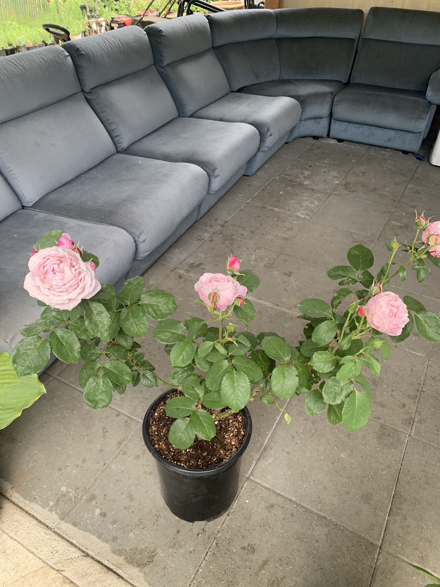 Fragrant Pink rose