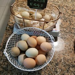 Fresh Organic Eggs $5.00 /1Dozen 