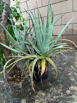 Large size aloe Vera plant in excellent condition, Azusa