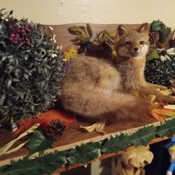 Beautiful Fox