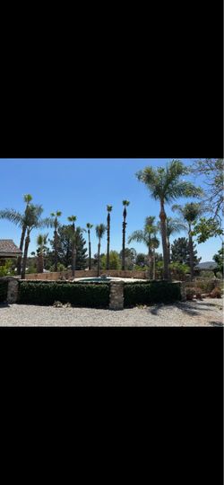 Trees And more