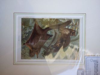 Antique Taguan Flying Squirrel Lithograph Print
