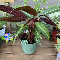 Stromanthe thalia indoor plant