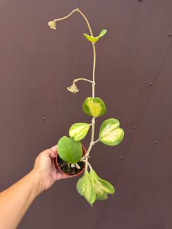 4” hoya kerrii reverse
