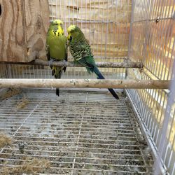 English Parakeets Cage 