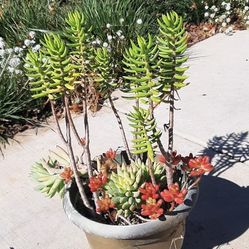 beautiful plant with pot 