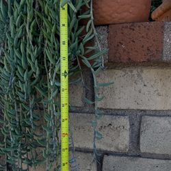 Terra‑Cotta Duck Planter with Succulent – 2ft Long