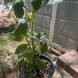 Salvia Divinorum Plant