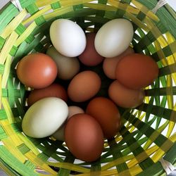 Organic Fresh Eggs 🥚 From Happy Hens