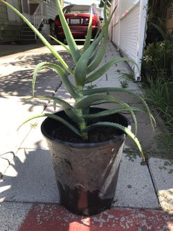 Aloe