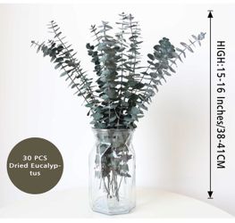 Eucalyptus Stems