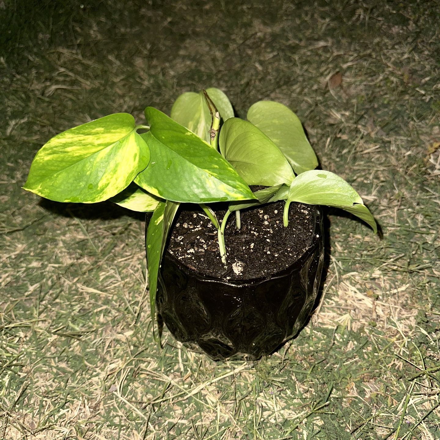 Golden Pothos Plant with Abstract Pot
