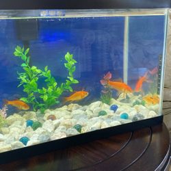 Fish Only For Sell 