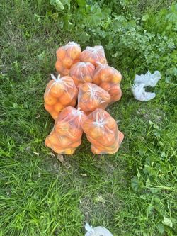Fresh Oranges 