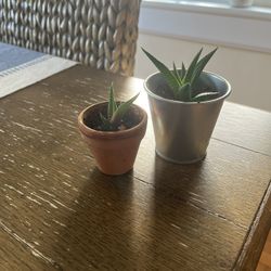 Baby Haworthia Succulents 