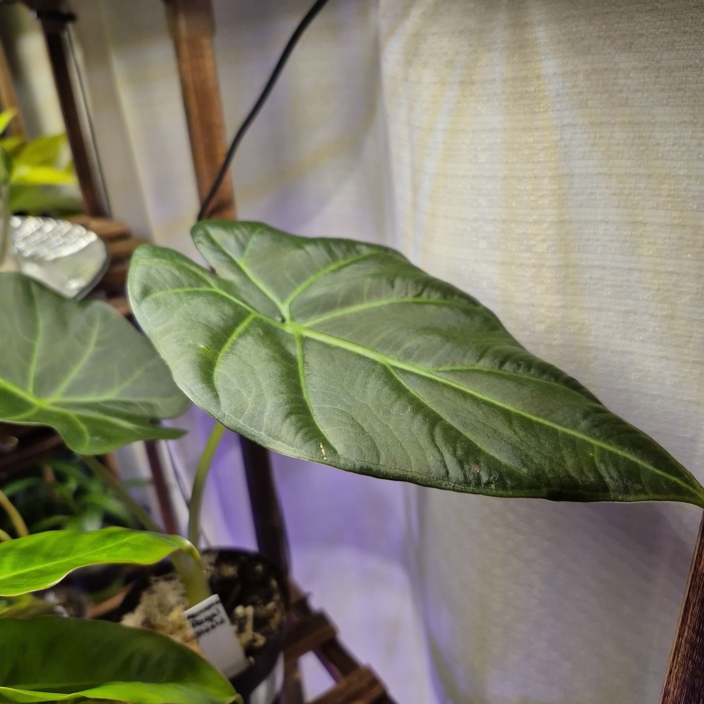 Alocasia Regal Shield plant