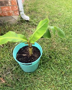 Banana Plant For $22
