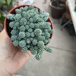 4β Sedum Major