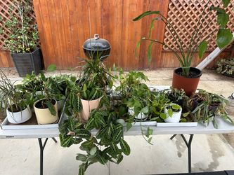 Lot of Assorted Potted Houseplants