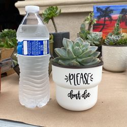 Please Don’t Die Planter With Live Succulent