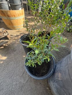 Plants for sale
