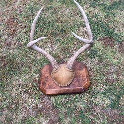 Vintage Deer Antlers