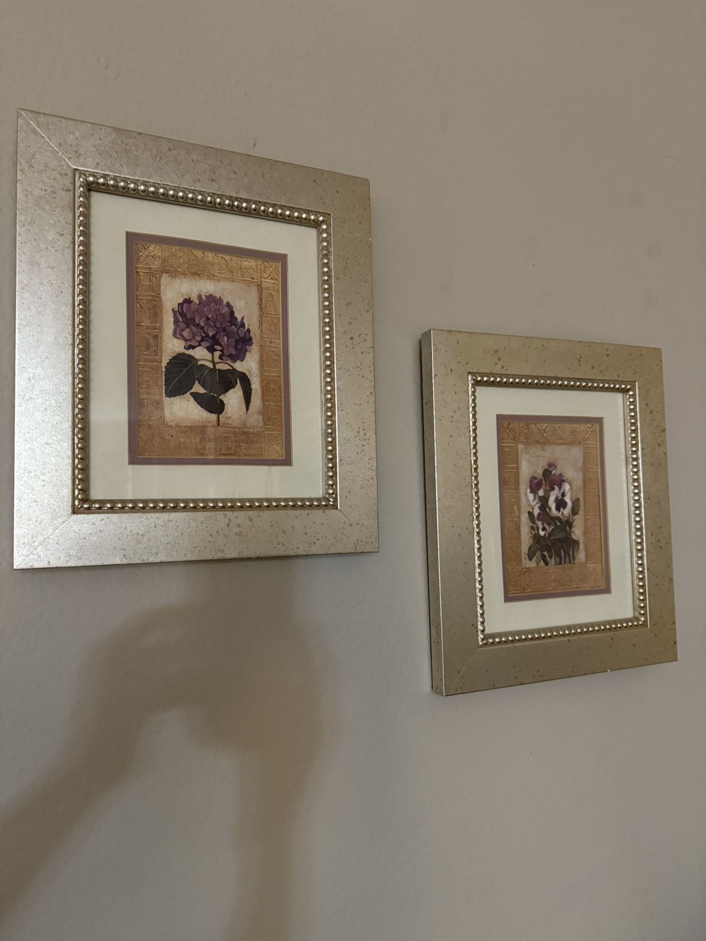 Pansy Pictures